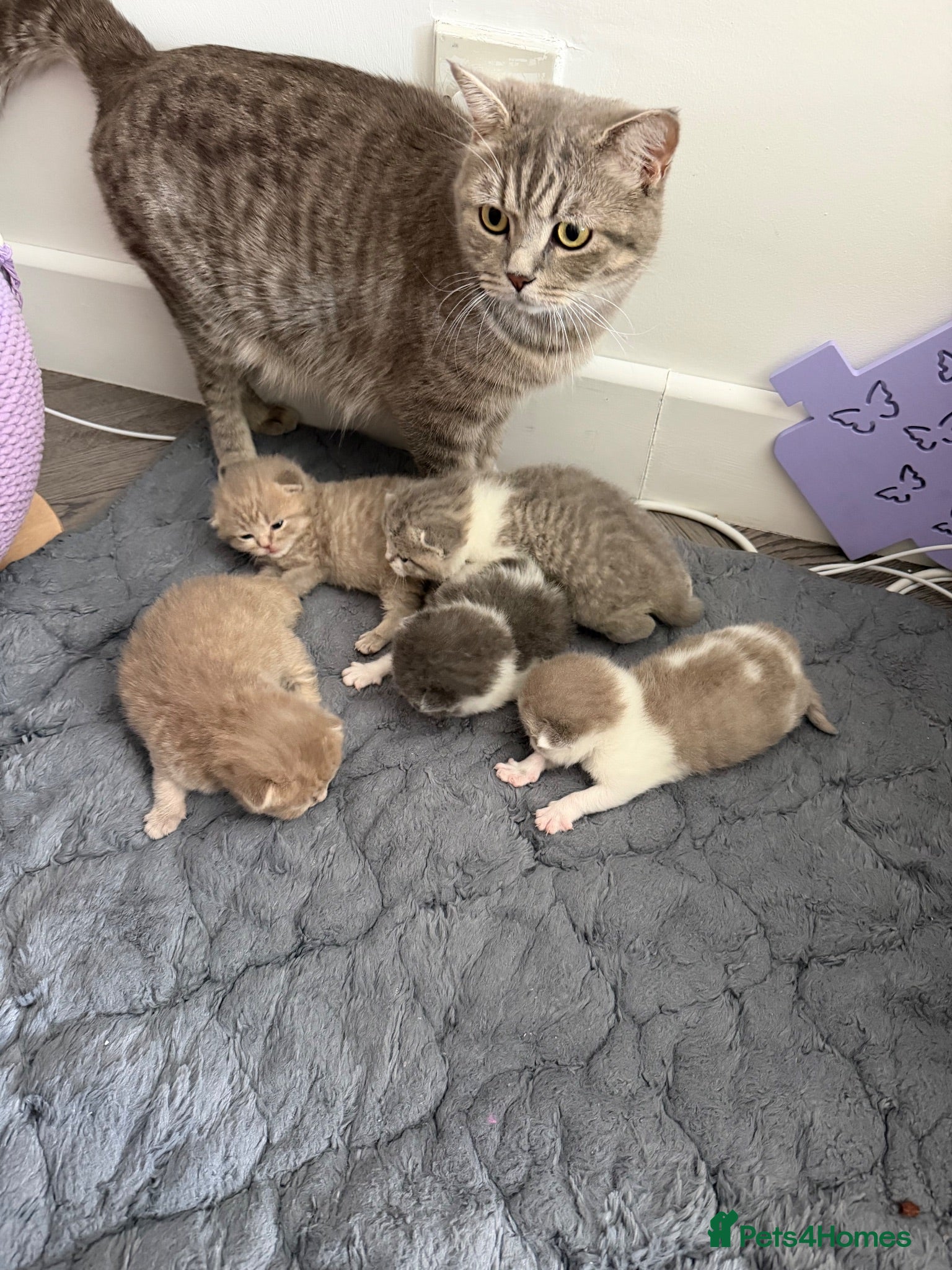 British Shorthair cats BSH kittens 💝 5 🌟🌟🌟🌟🌟 - Advert 1
