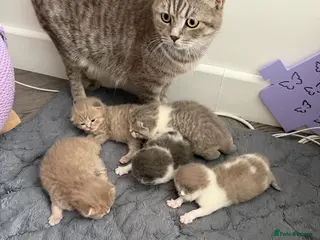 British Shorthair cats BSH kittens 💝 5 🌟🌟🌟🌟🌟 - Advert 1
