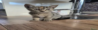 Mixed Breed Kitten 4