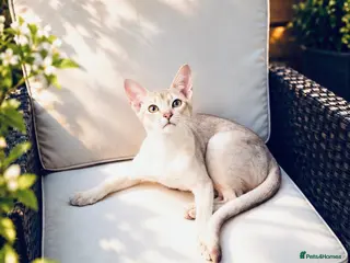 Abyssinian cats Fu (福) 🏆✨ CHAMPION Ln BOY - Advert 5