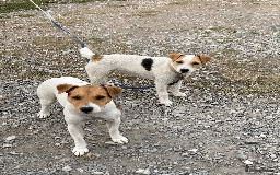 Parson Russell dogs for sale: 2 Female Parsons Jack Russell Terriers 17 months  - Image 2