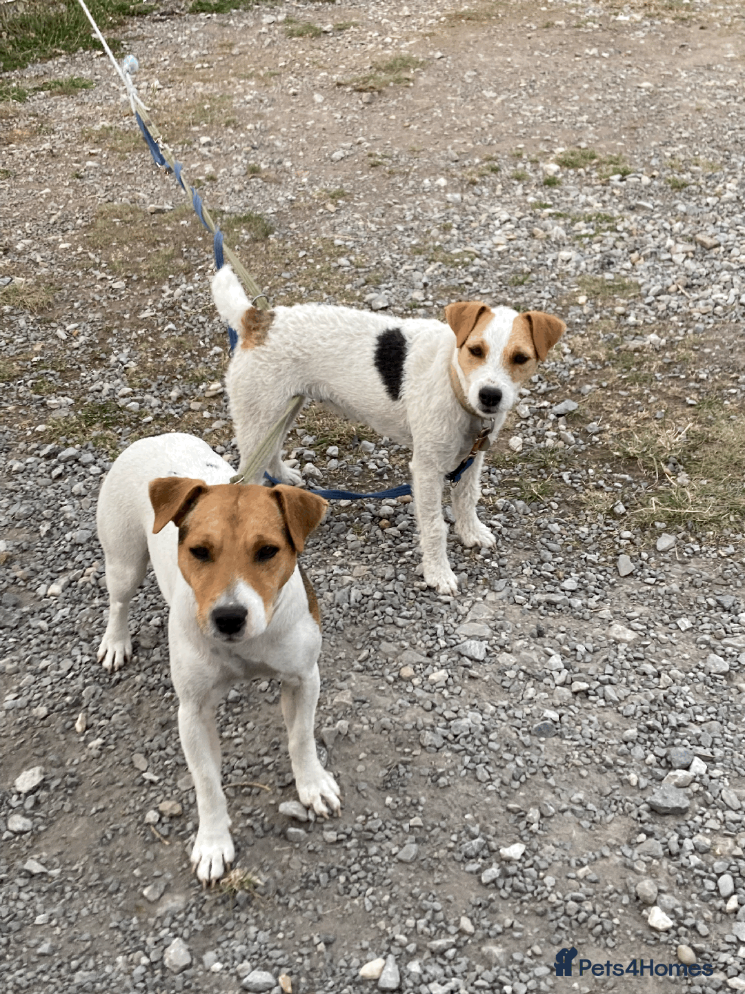 Parson Russell dogs for sale: 2 Female Parsons Jack Russell Terriers 17 months  - Image 2