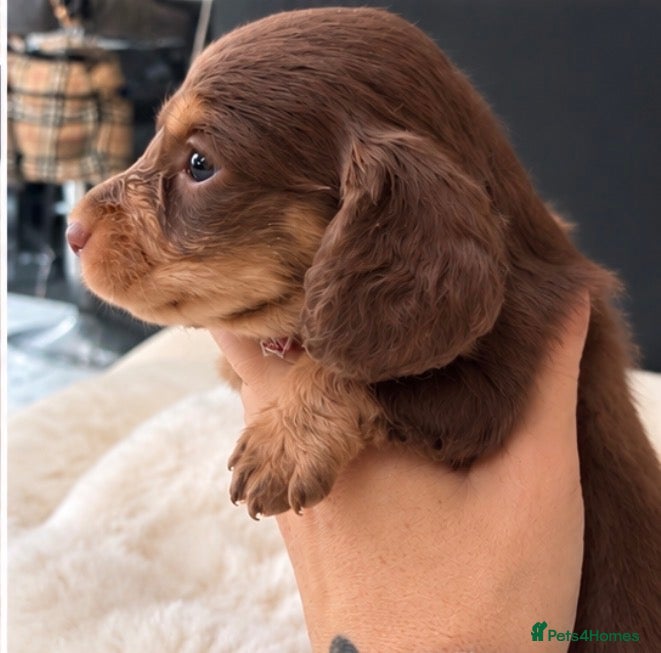 Miniature Dachshund dogs Exquisite mini L/H chocolate/cream 5* licensed  - Advert 2