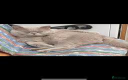 British Shorthair cats for sale: British short hair mix Scottish  - Advert 10