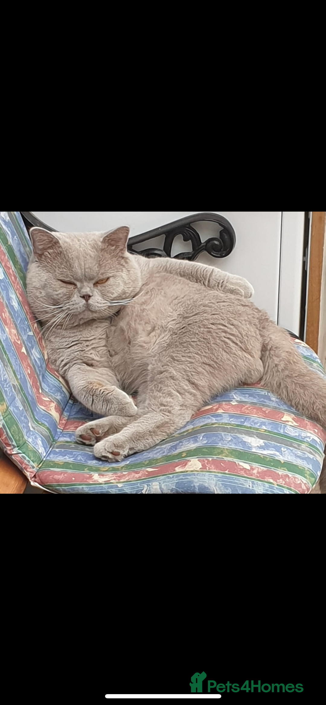 British Shorthair cats for sale: British short hair mix Scottish  - Advert 10