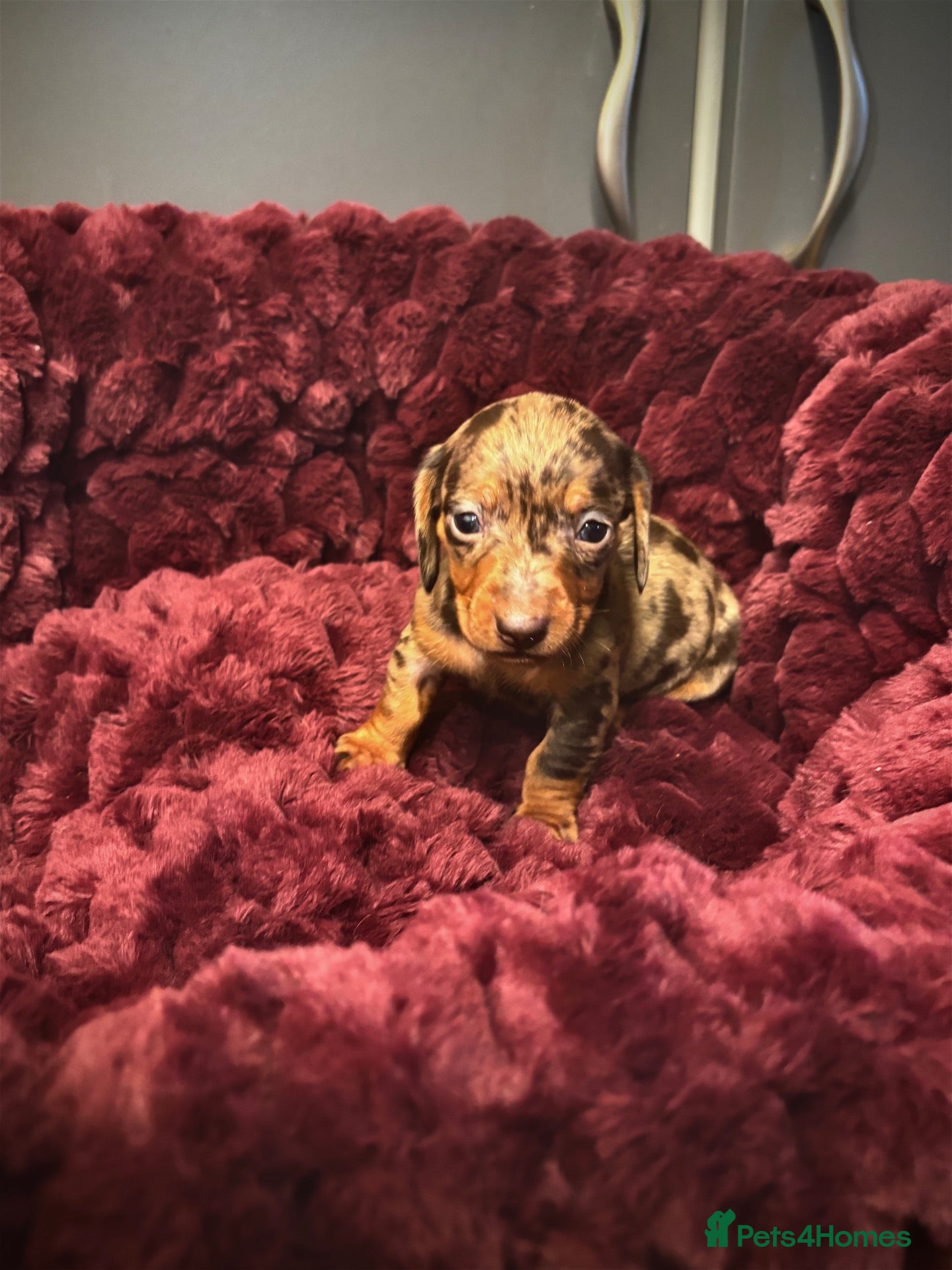 Miniature Dachshund dogs for sale: 🐶❤️Miniature Dachshund Puppies 🐶❤️ - Advert 6