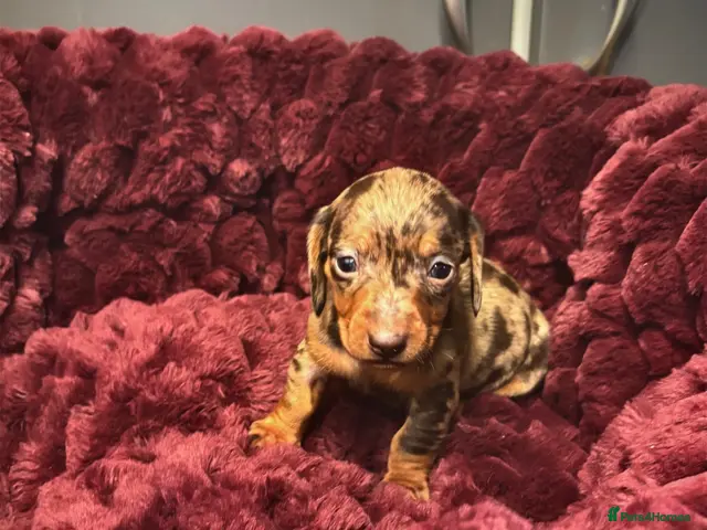 Miniature Dachshund dogs for sale: 🐶❤️Miniature Dachshund Puppies 🐶❤️ - Advert 6