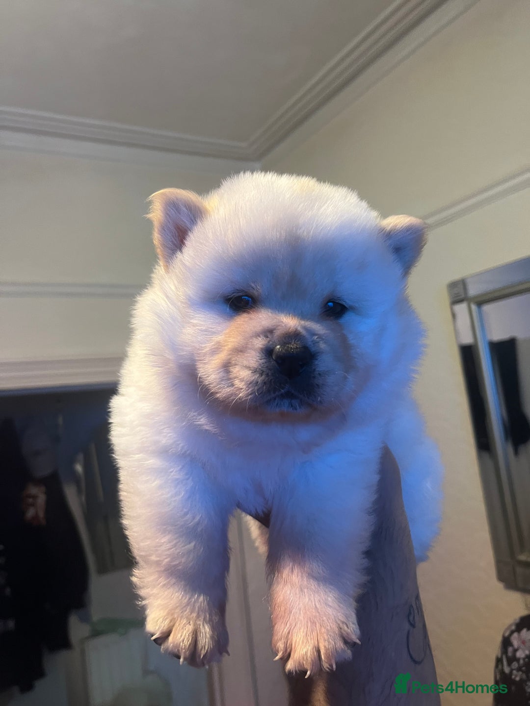 Chow Chow dogs for sale: Chow chow - Image 11