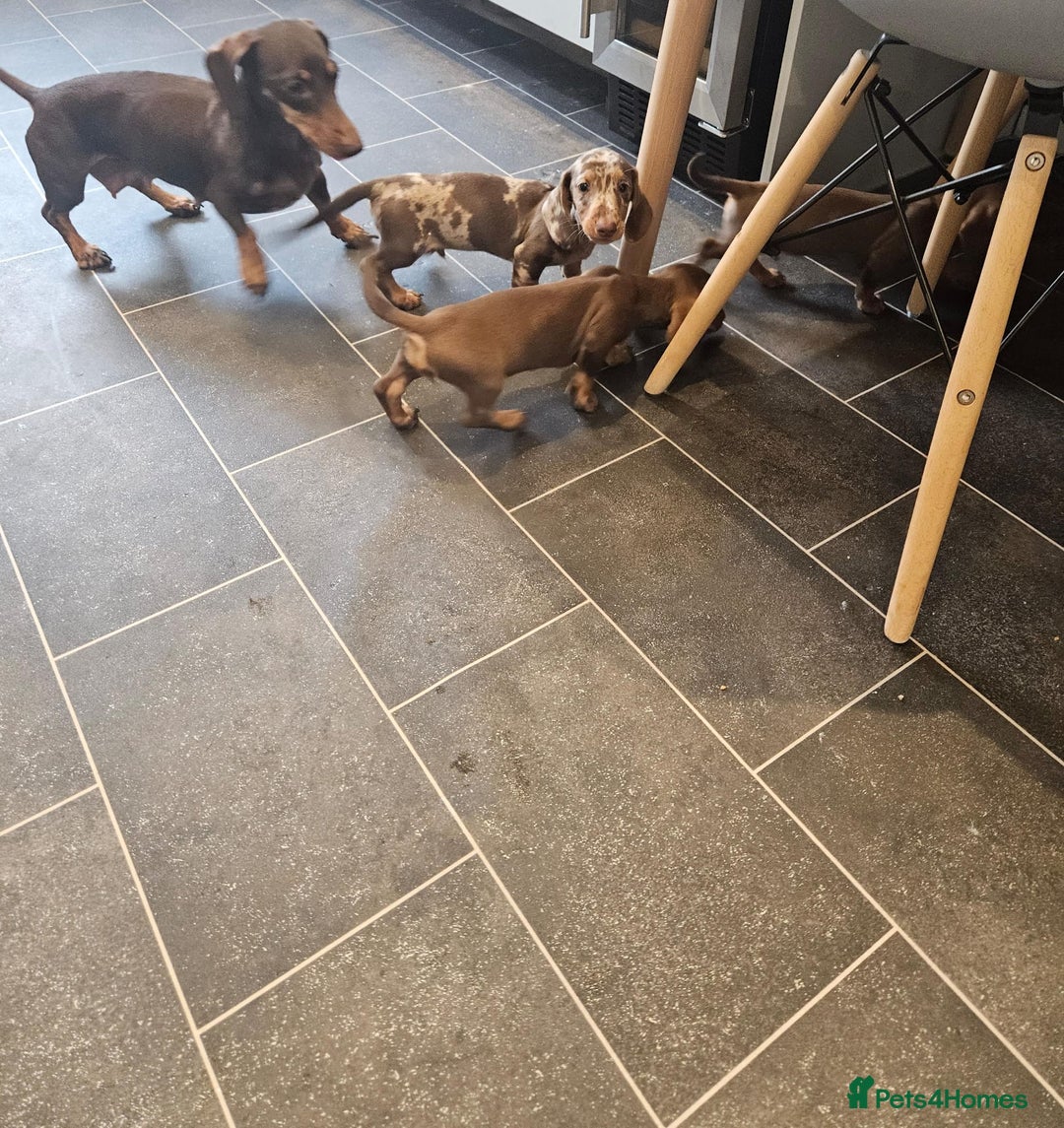 Miniature Dachshund dogs for sale: Miniature Dachshund Puppies  - Image 7