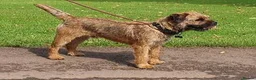 Border Terrier dogs for sale: 1 Boy available Border Terrier Puppies  in Whitchurch - Advert 4