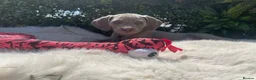 Weimaraner dogs for sale: 💫Reduced Price KC Litter💫 - Advert 21