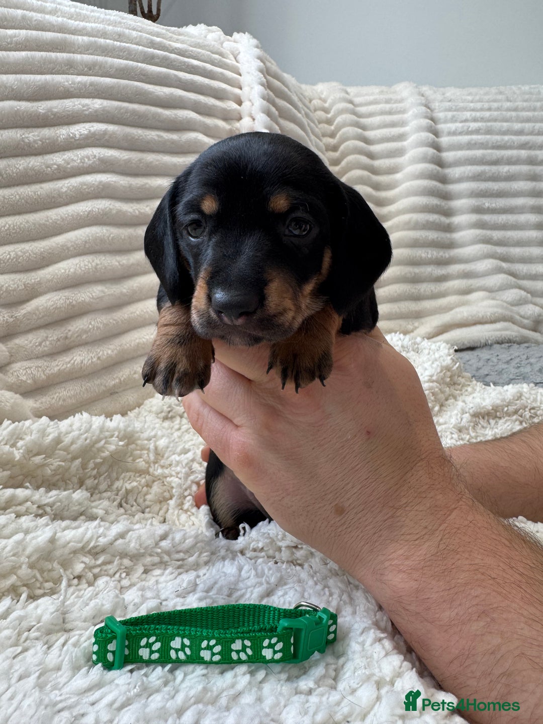 Dachshund dogs for sale: 6 Stunnig Standard Dachshund Puppies - Advert 13