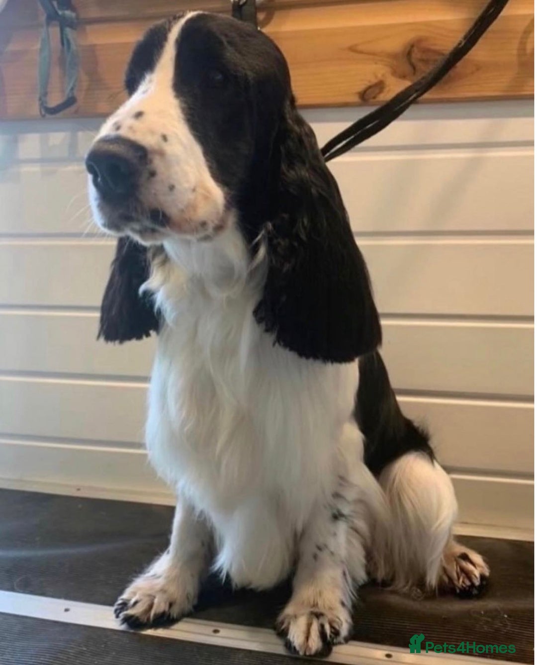 Cocker Spaniel dogs for stud: Harvey - Advert 2