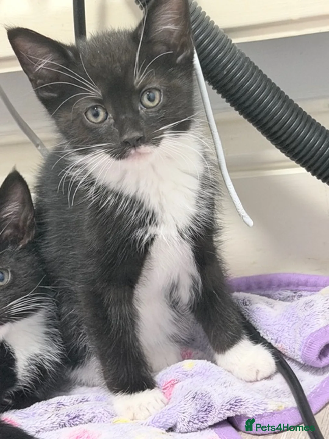 Mixed Breed cats for sale: welcome you to my 3 beautiful kittens in Barnet - Advert 10