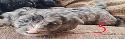 Cockapoo dogs for sale: F1 Cockapoo Pups  - Advert 4