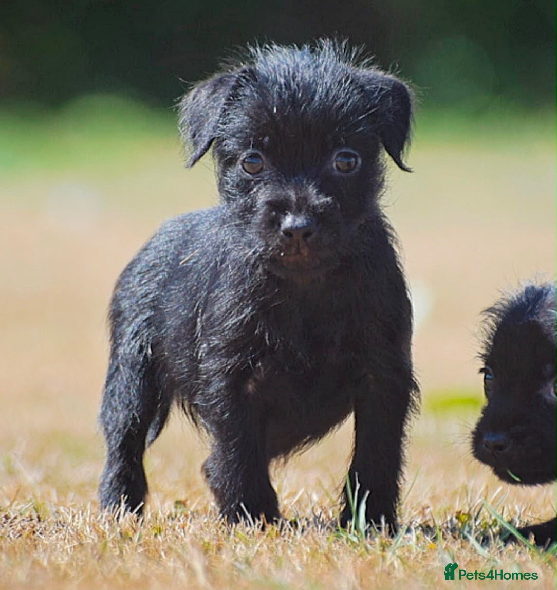 Patterdale Terrier dogs Patterdale puppies  - Advert 2