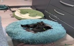 Mixed Breed cats for sale: 4 beautiful grey kittens getting darker  - Image 12
