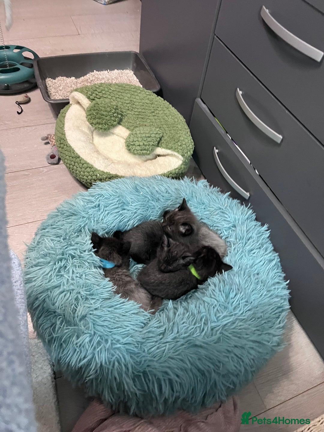 Mixed Breed cats for sale: 4 beautiful grey kittens getting darker  - Image 12