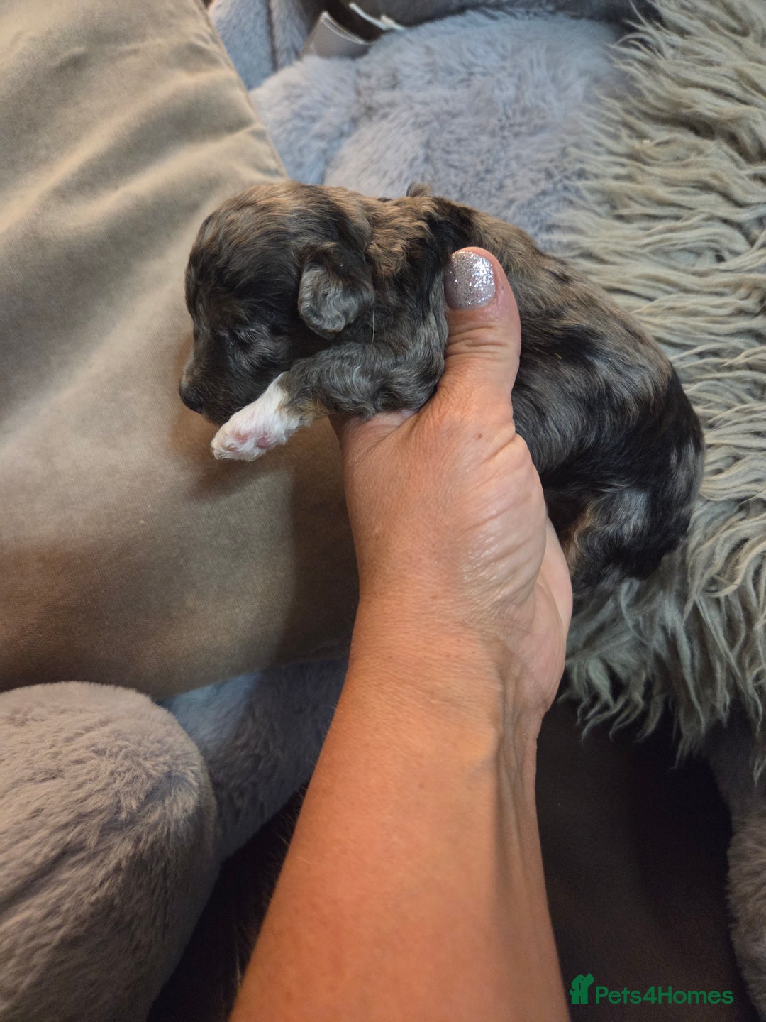 Toy Poodle dogs for sale: Beautiful Toy Poodle puppies - Image 7