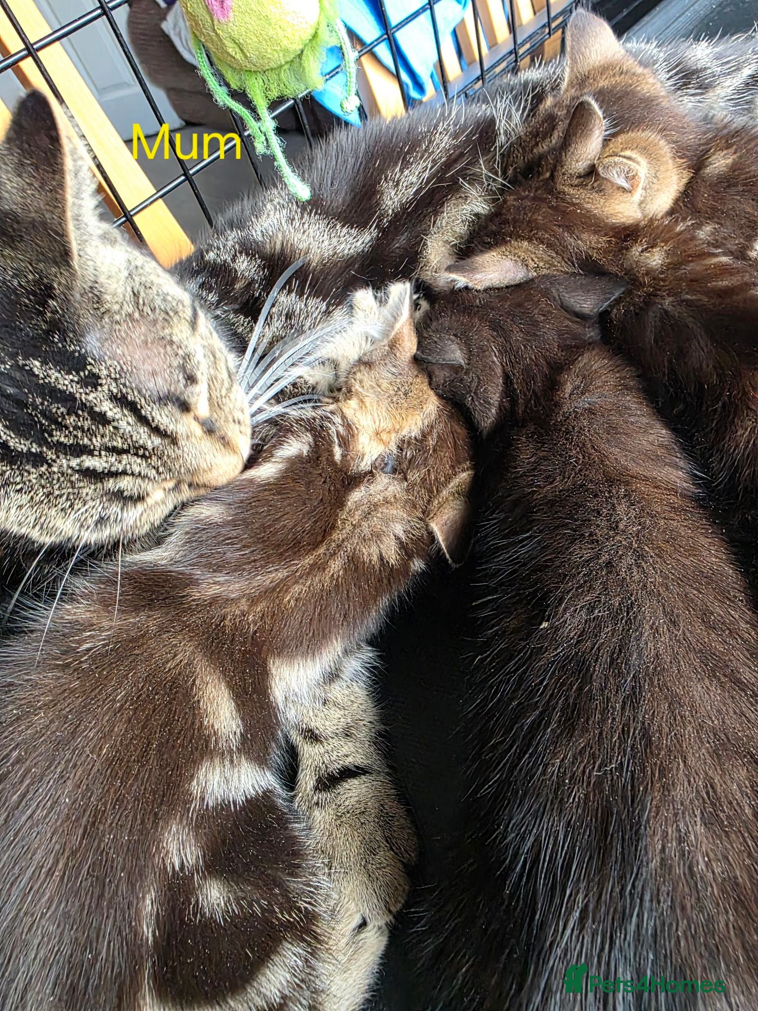 Mixed Breed cats Kittens looking for their forever homes - Advert 1