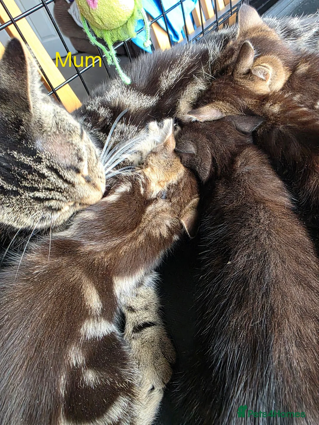 Mixed Breed cats for sale: Kittens looking for their forever homes - Advert 1