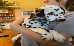Dalmatian dogs for sale: Absolutely stunning liver puppy  - Image 18