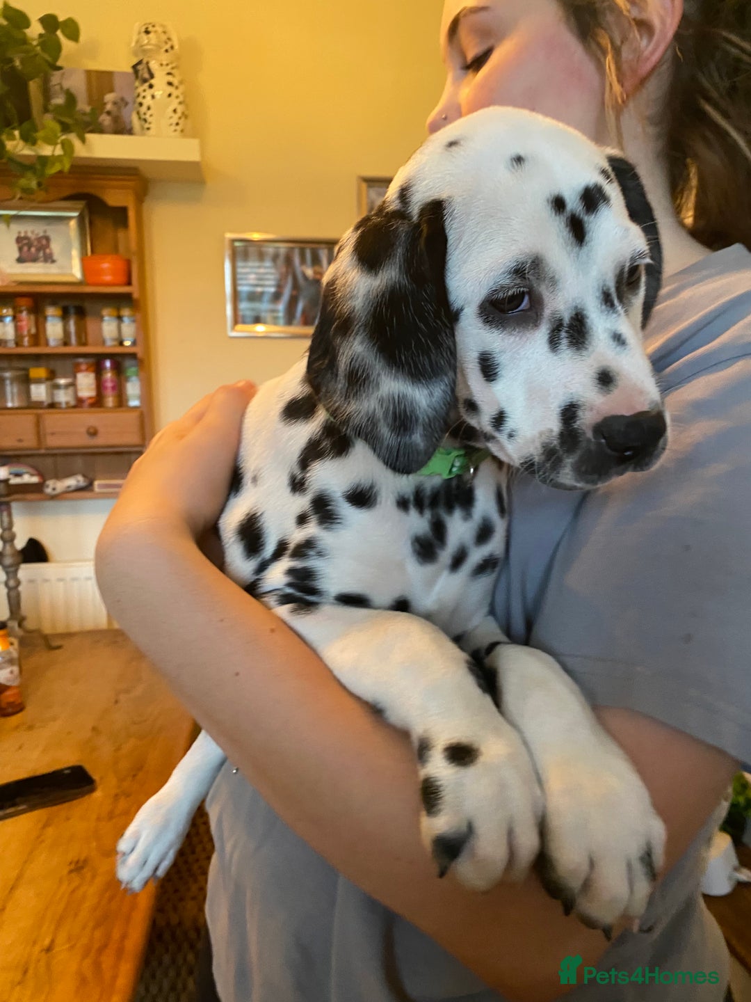 Dalmatian dogs for sale: Absolutely stunning liver puppy  - Image 18