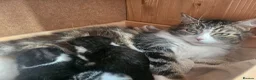 Mixed Breed cats for sale: 4 male kittens - Advert 8