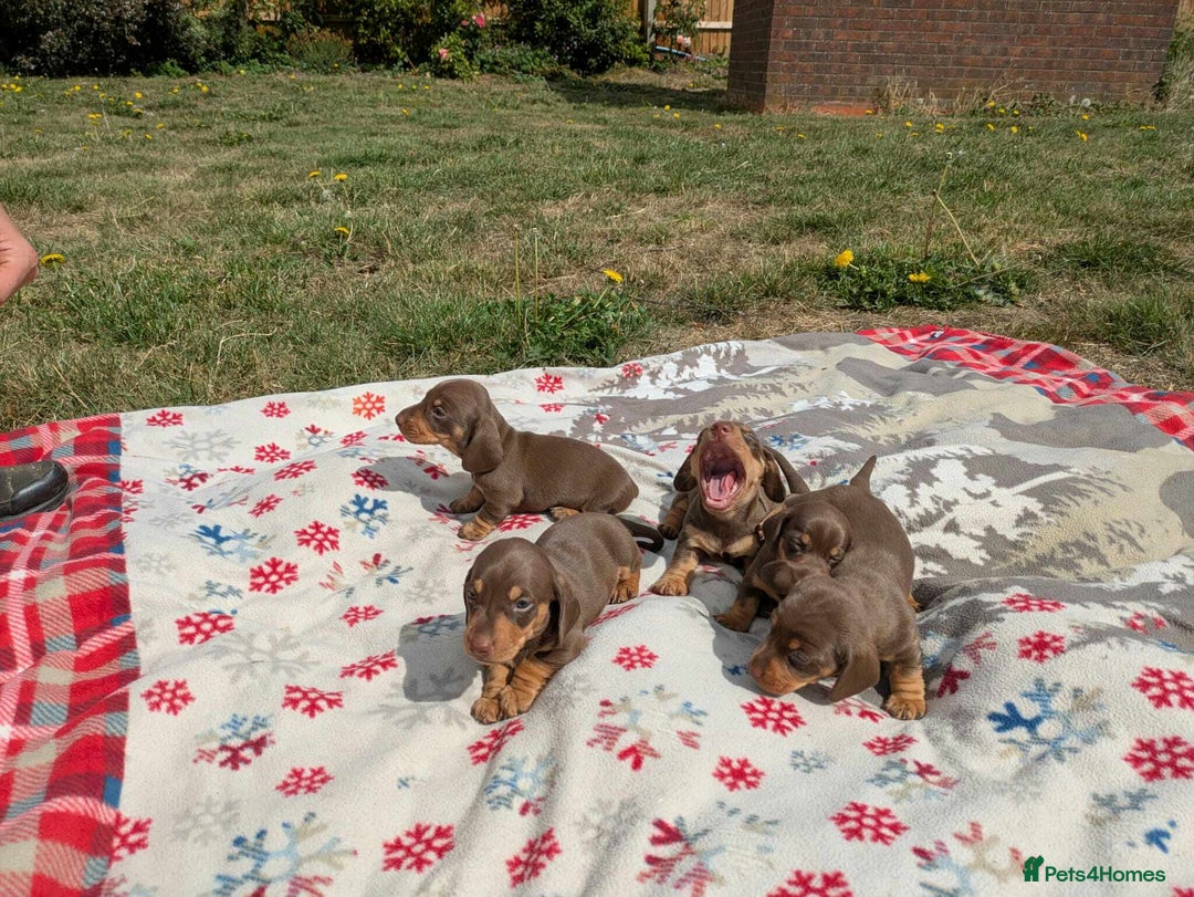 Miniature Dachshund dogs for sale: 5 beautiful chocolate and tan miniature dachshunds - Image 2