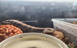 Skink reptiles for sale: Blue Tongue Skink with/without enclosure - Image 1