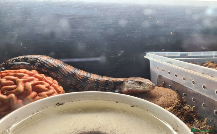 Skink reptiles - Advert 1