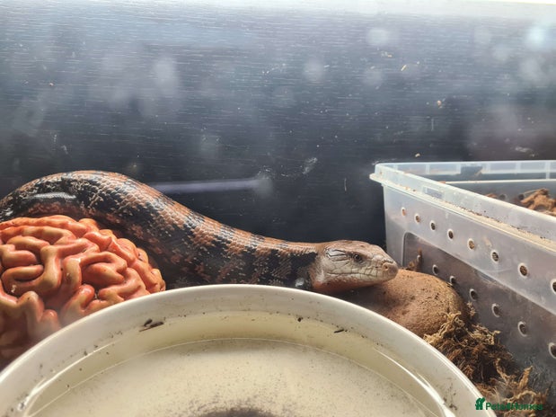 Skink reptiles - Advert 1