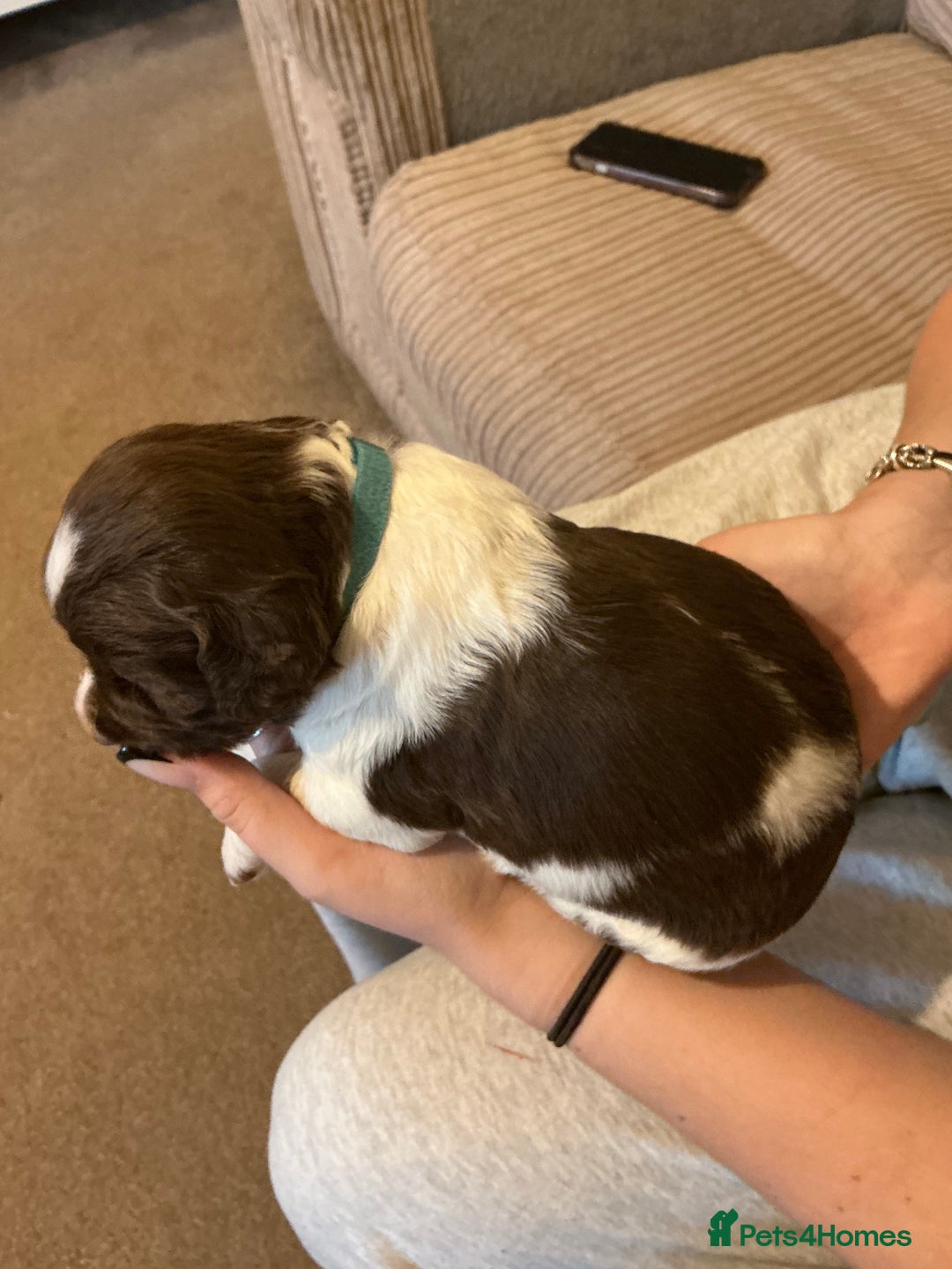 Sprocker dogs for sale: SPROCKER PUPPIES FOR SALE - Advert 9