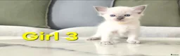 Ragdoll cats for sale: 🤍 Pure Ragdoll Kittens Ready to Reserve - Advert 6
