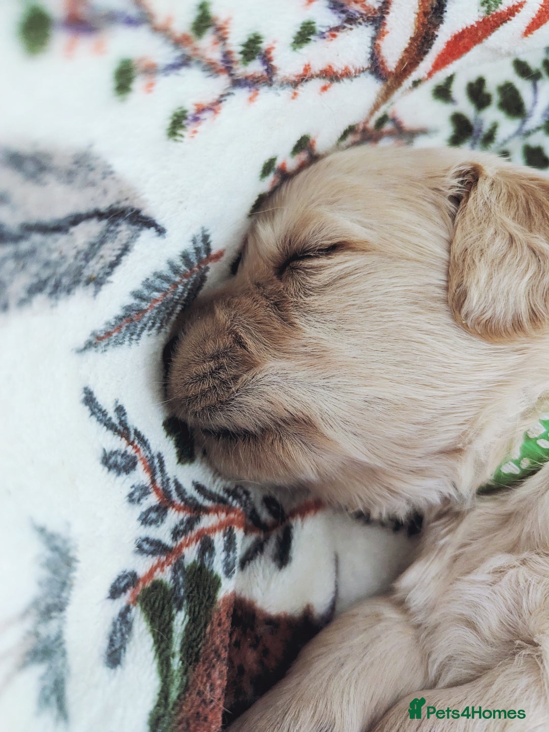 Golden Retriever dogs for sale: Chunky golden pups - Advert 11