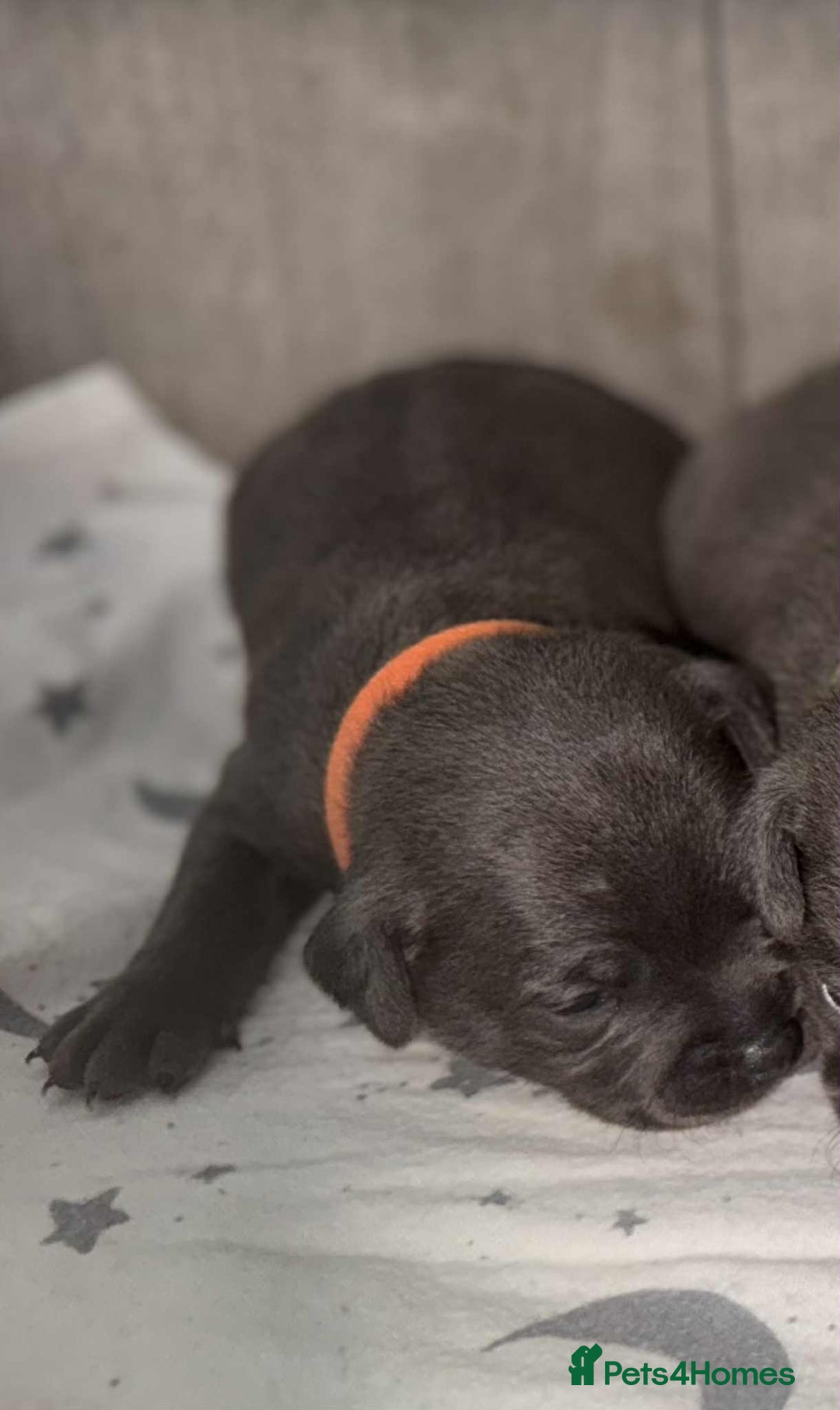 Staffordshire Bull Terrier dogs for sale: 6 beautiful blue Staffordshire bull terriers - Image 5