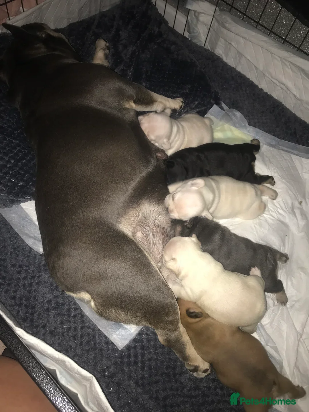 French Bulldog dogs for stud: FLUFFY ROPE BLAZE  in Liverpool - Advert 7