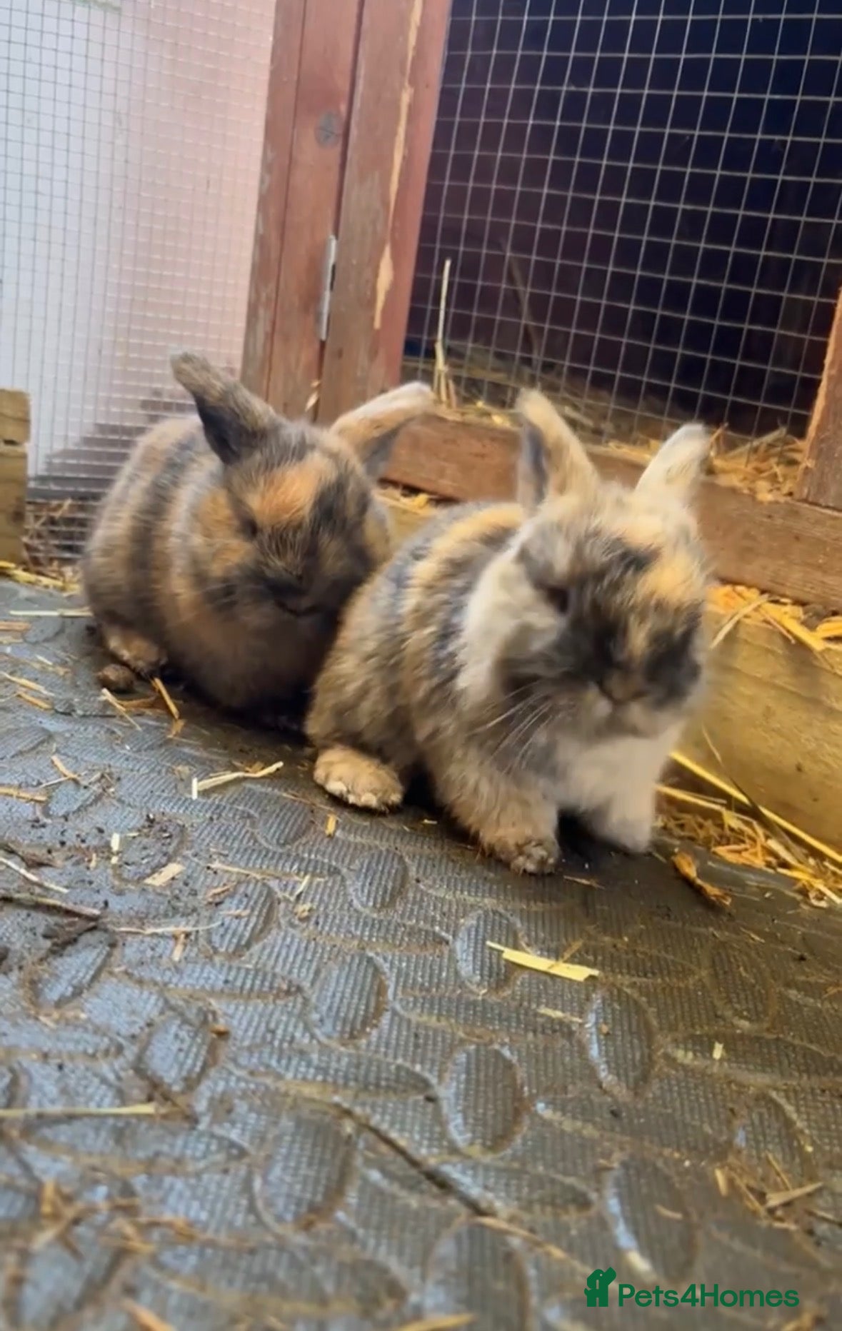 Mini Lop rabbits for sale: Pure bred mini lop baby - Advert 1