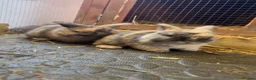 Mini Lop rabbits for sale: Pure bred mini lop baby - Advert 1