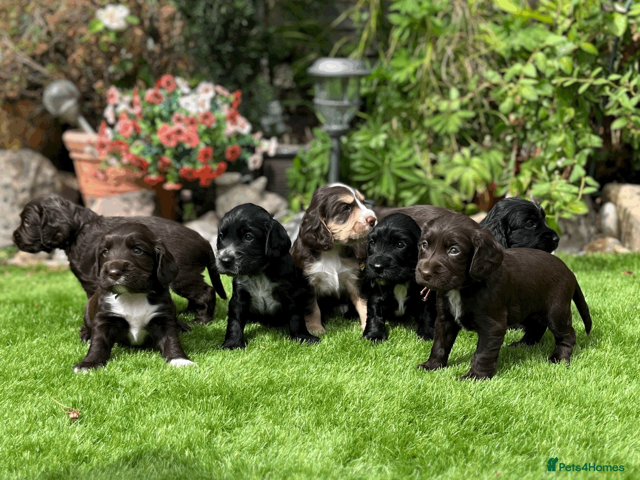 Cocker Spaniel dogs 6 Week old - Cocker Spaniel puppies - Advert 1