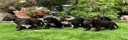 Cocker Spaniel dogs for sale: 6 Week old - Cocker Spaniel puppies - Advert 1