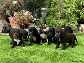 Cocker Spaniel dogs 6 Week old - Cocker Spaniel puppies - Advert 5