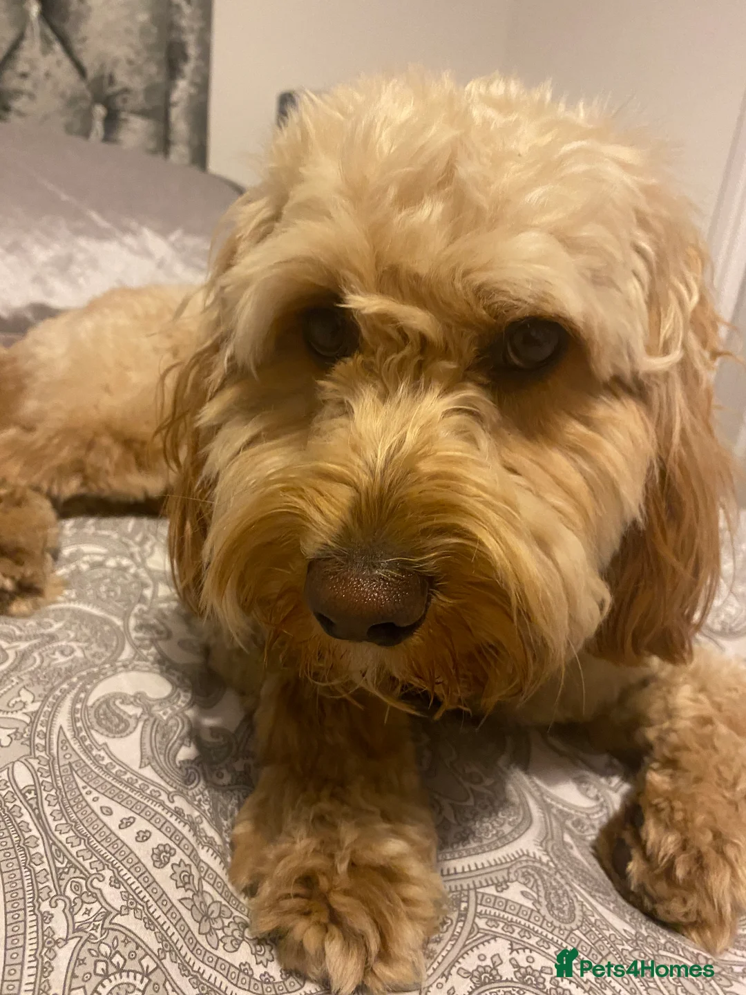 Cockapoo dogs for stud: Cockapoo stud in Durham - Advert 7