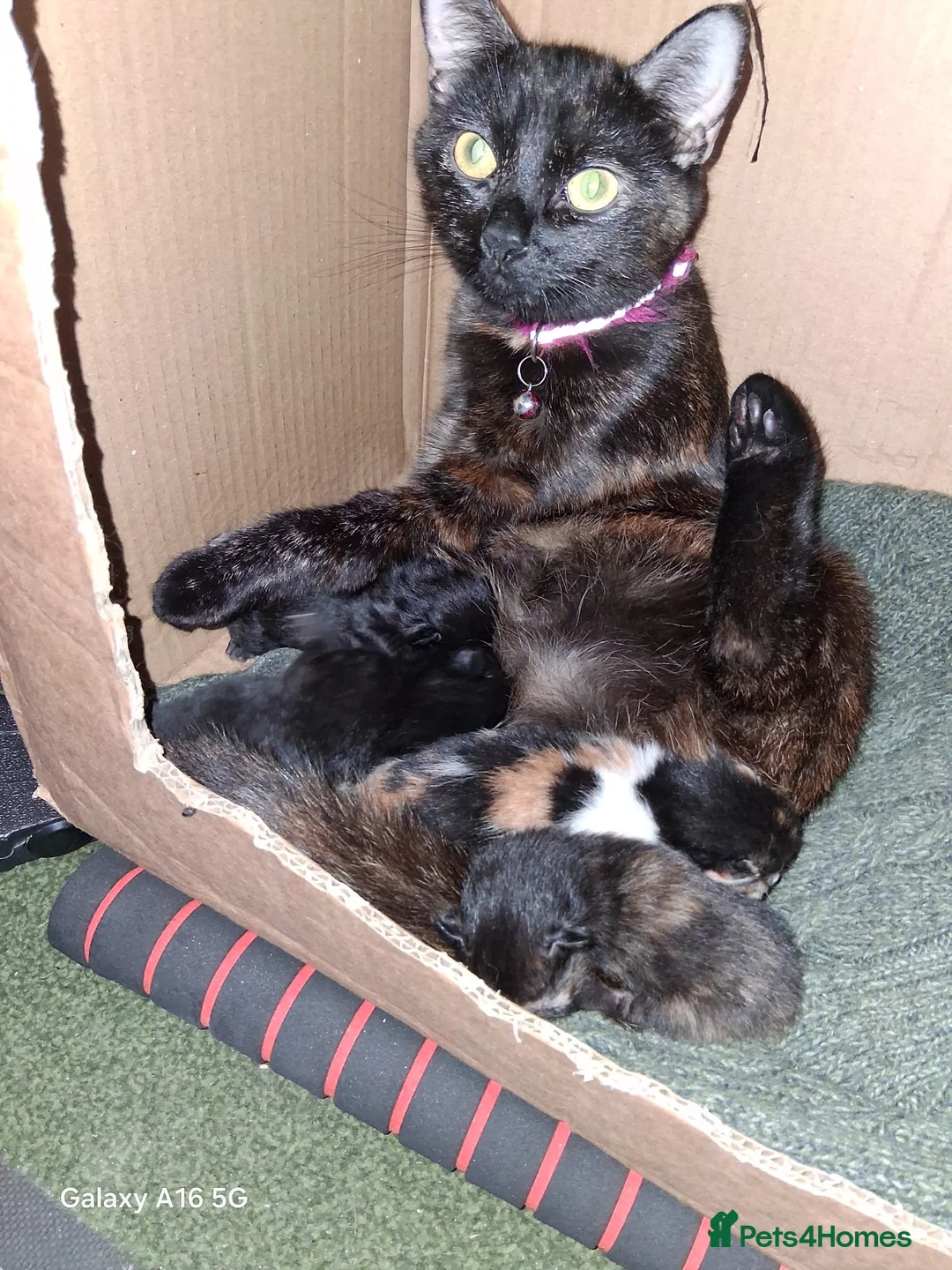 British Shorthair cats for sale: 4 kittens available 🐱🤍 - Advert 7