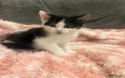 Mixed Breed cats for sale: 5 beautiful kittens looking for forever home  - Image 2