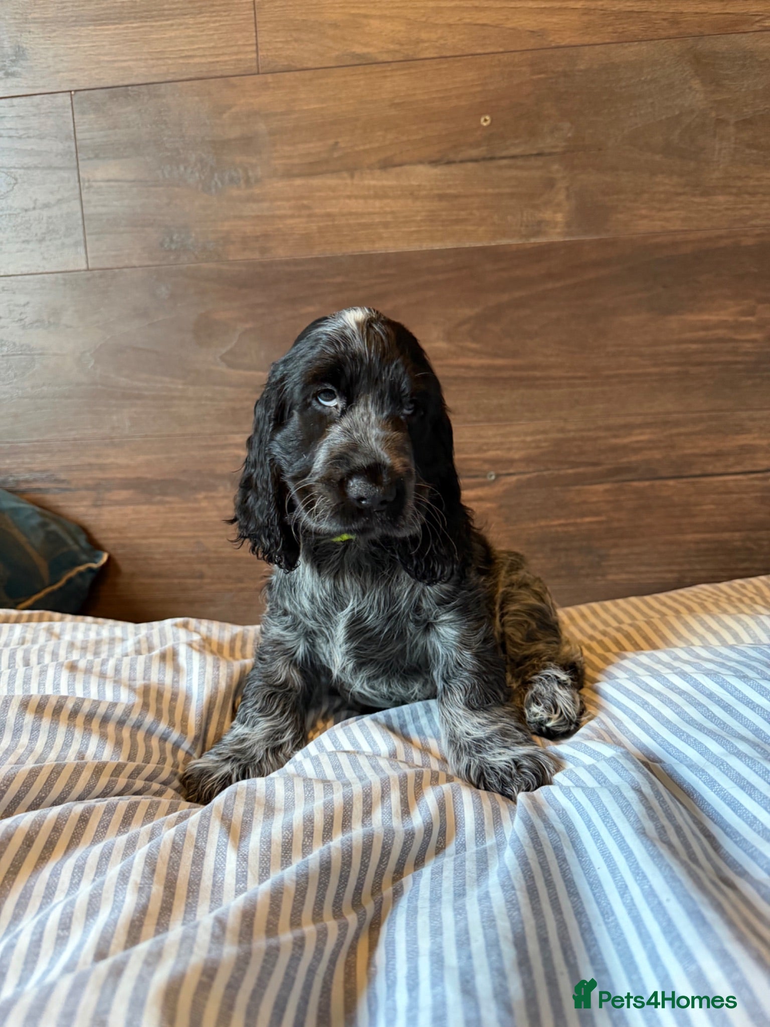 Cocker Spaniel dogs KC Reg Show Type Cocker Spaniel puppies - Advert 3