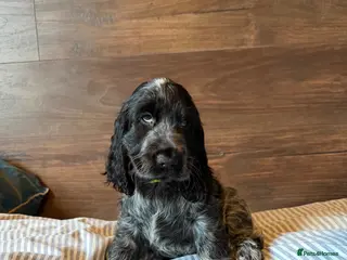 Cocker Spaniel dogs KC Reg Show Type Cocker Spaniel puppies - Advert 3