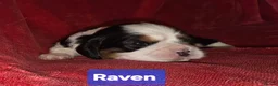 Cavalier King Charles Spaniel dogs for sale: Specialist Tested Cavalier King Charles Pups - Advert 3