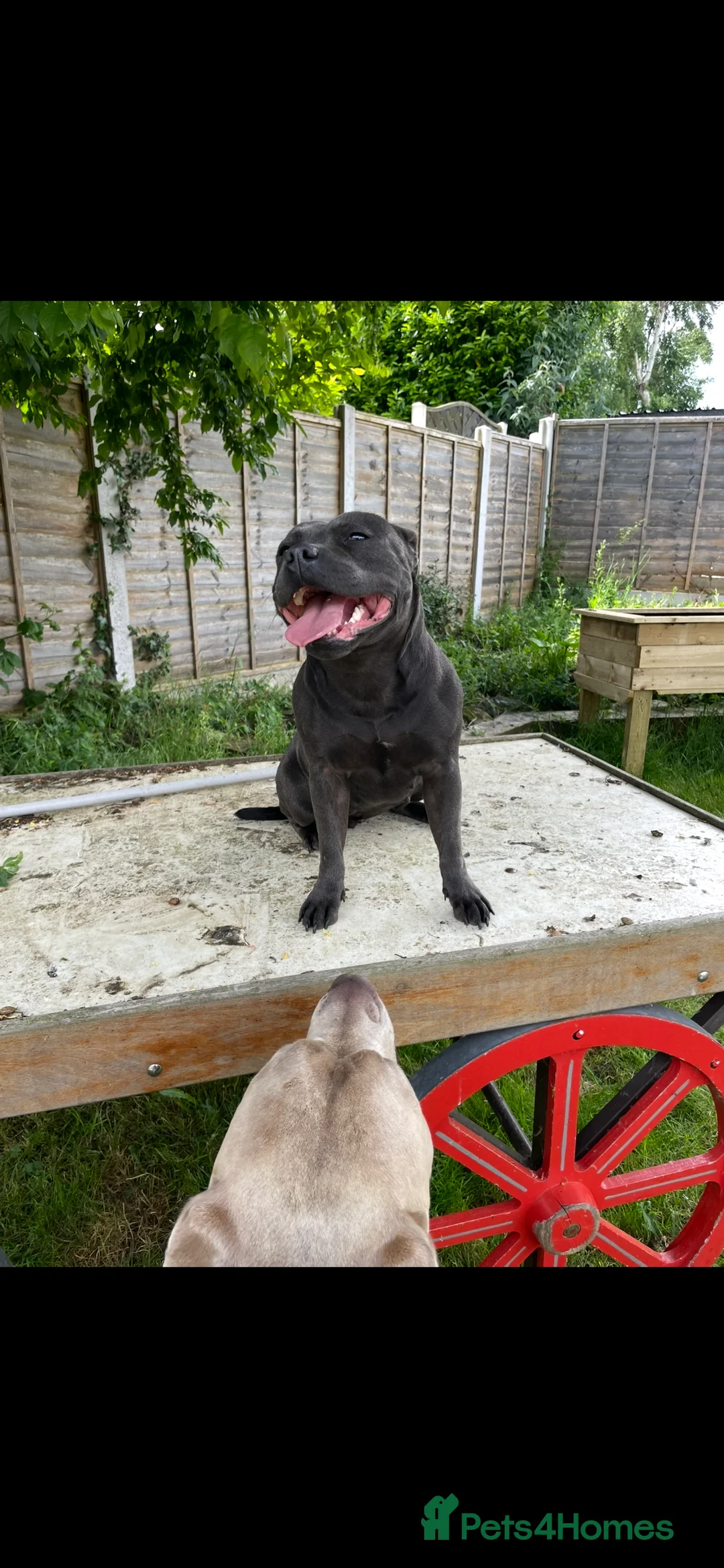 Staffordshire Bull Terrier dogs for sale: Only 1 available ; Blue Staffordshire bullterrier - Advert 6