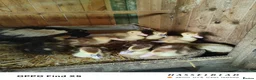 Ducks poultry for sale: Muscovy ducklings  - Advert 2